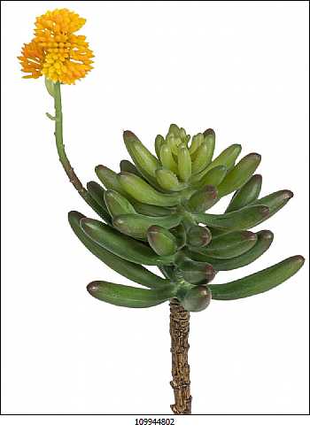 Buscando el ambiente natural